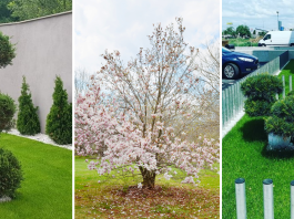 plante de grădină ușor de întreținut